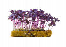 Микрозелень Базилик (Фиолетовый)