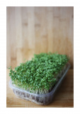 Микрозелень кресс-салата