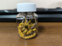 Кордицепс дикий